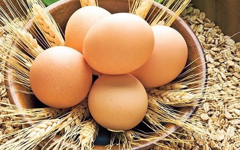 pastörize sıvı yumurta