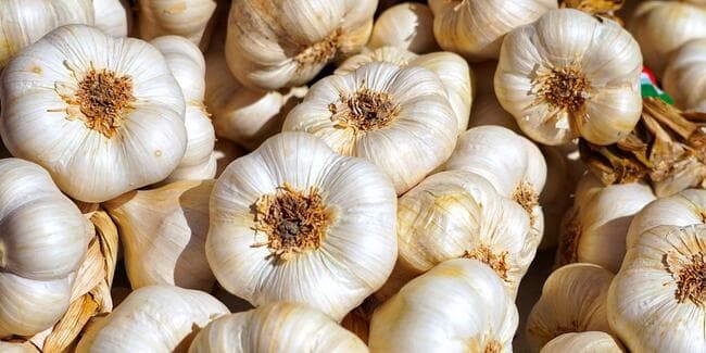 sarımsağın faydaları