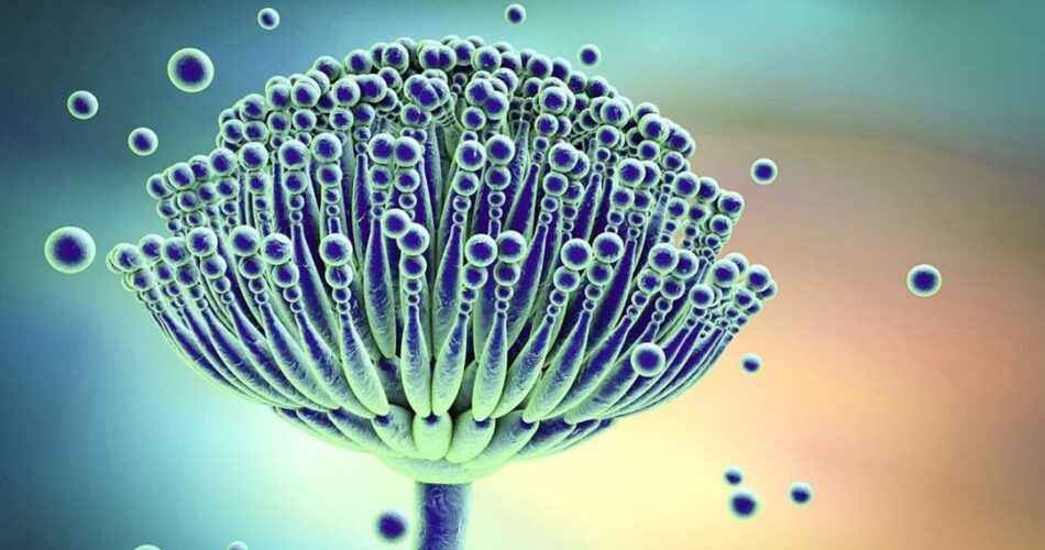 mikotoksin gıdalara nasıl bulaşır