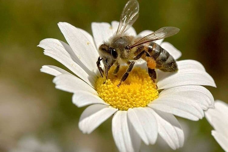 apiterapi hangi hastalıklara iyi gelir
