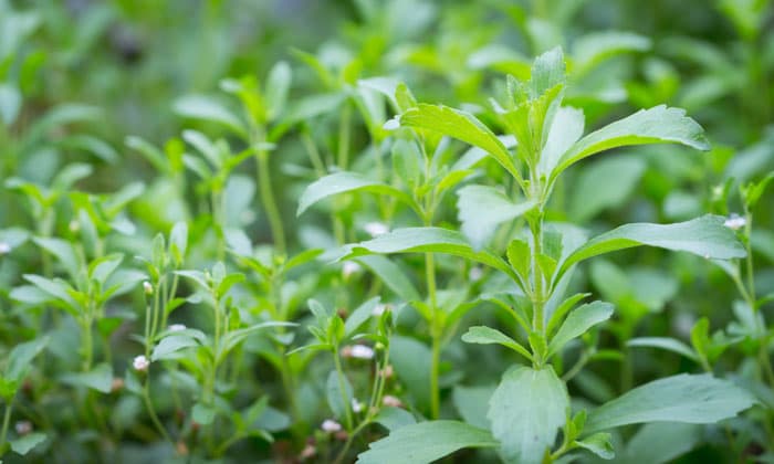 stevia