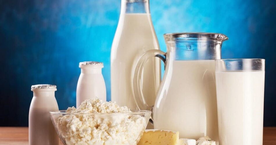 laktik asit bakterileri