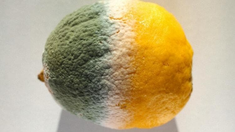 küflenmiş gıdalar yenir mi