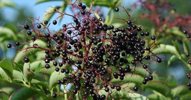 kara mürver bileşimi