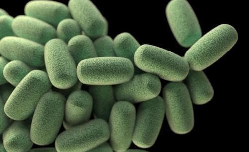 clostridium perfringens nedir