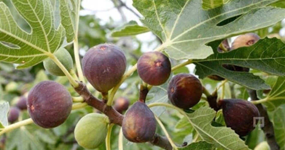 incirin faydaları nelerdir