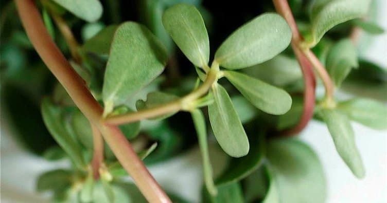 semiz otunun besin değeri