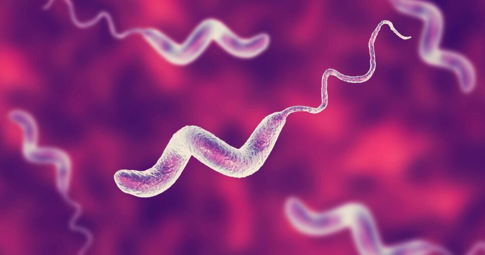 campylobacter jejuni nedir