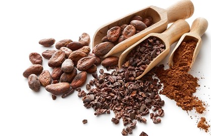 kakao üretim aşamaları