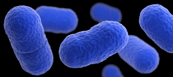 listeria nedir