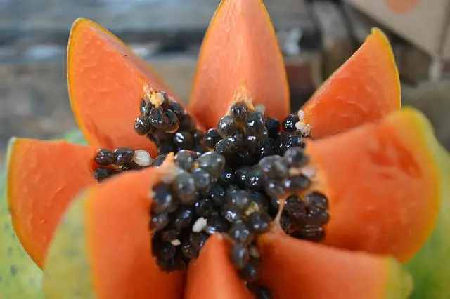 papaya nedir