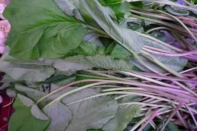 kaldirik otu nasıl tüketilir