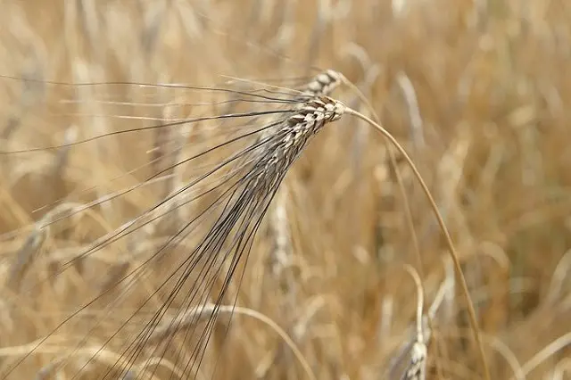 karakılçık buğdayı faydaları